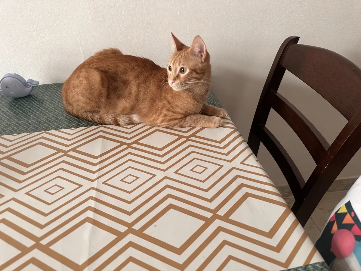 Ginger
