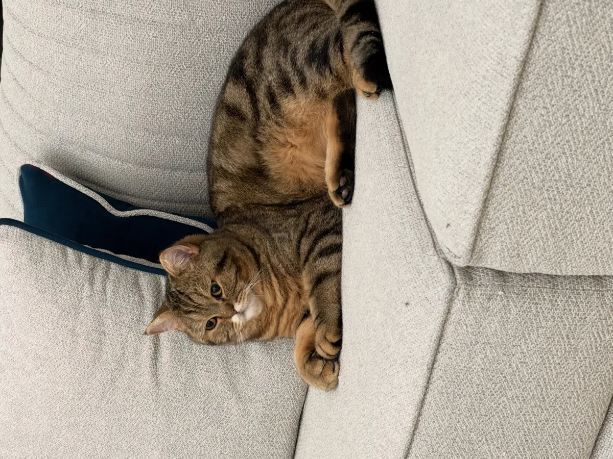 Simba