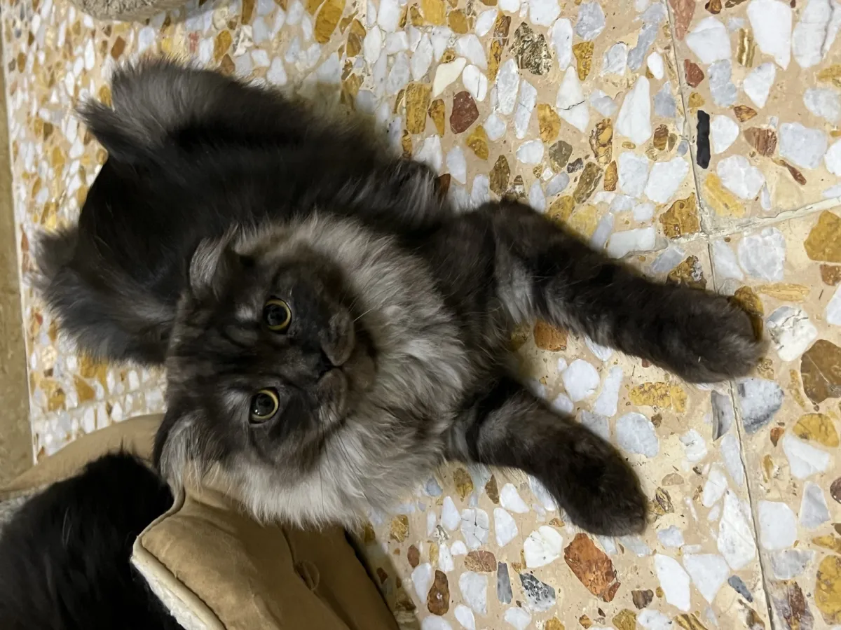 Smoky - Scottish Fold for adoption in Al Wakra