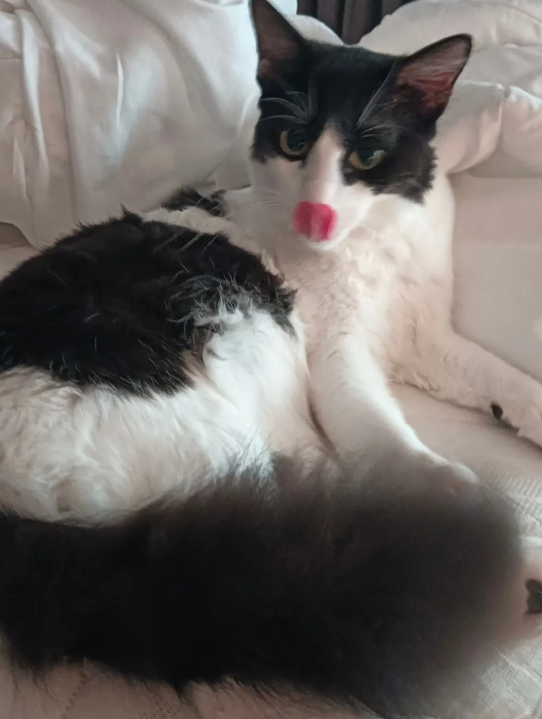 Totosh - Arabian Mau for adoption in Doha