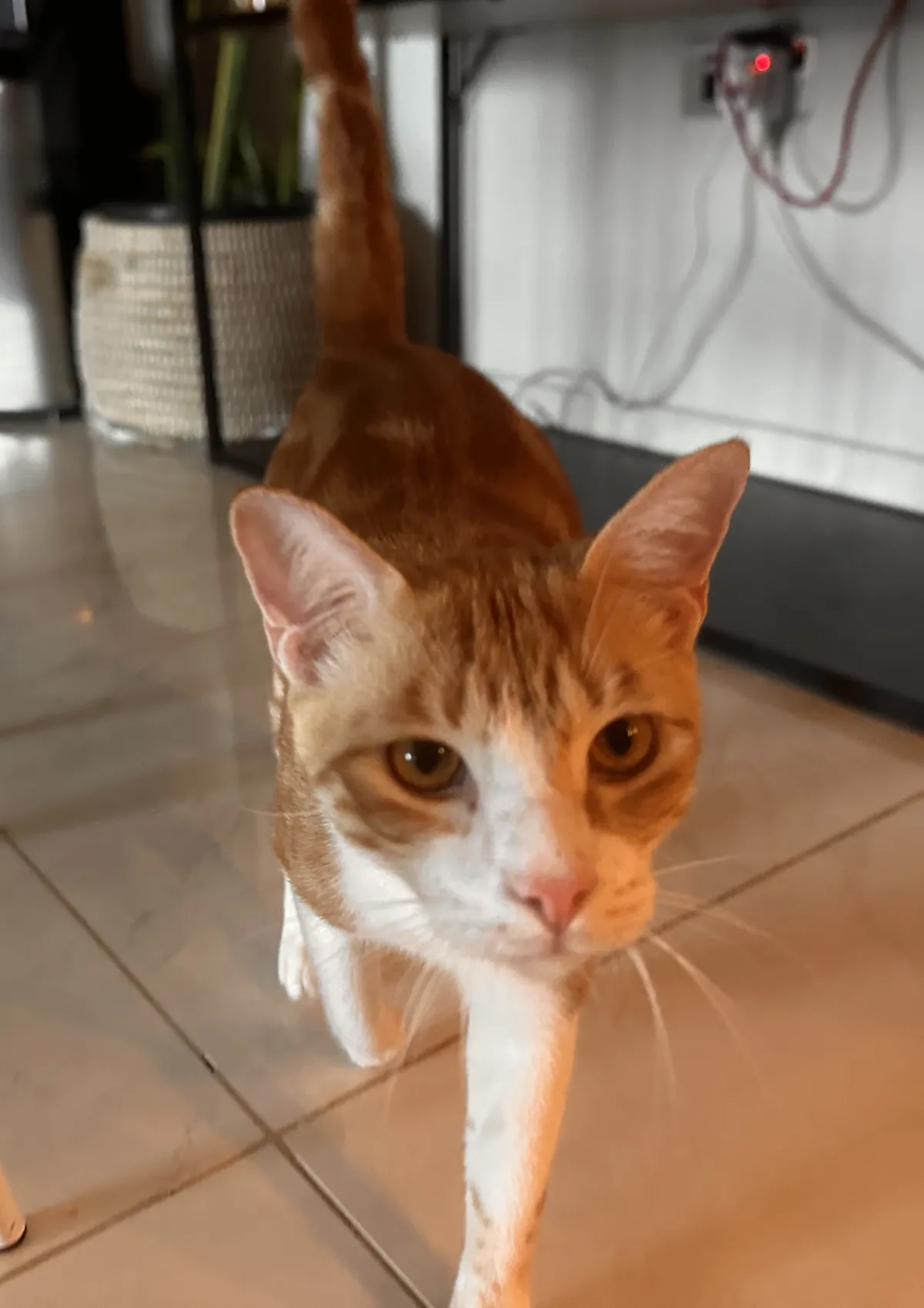 Simba