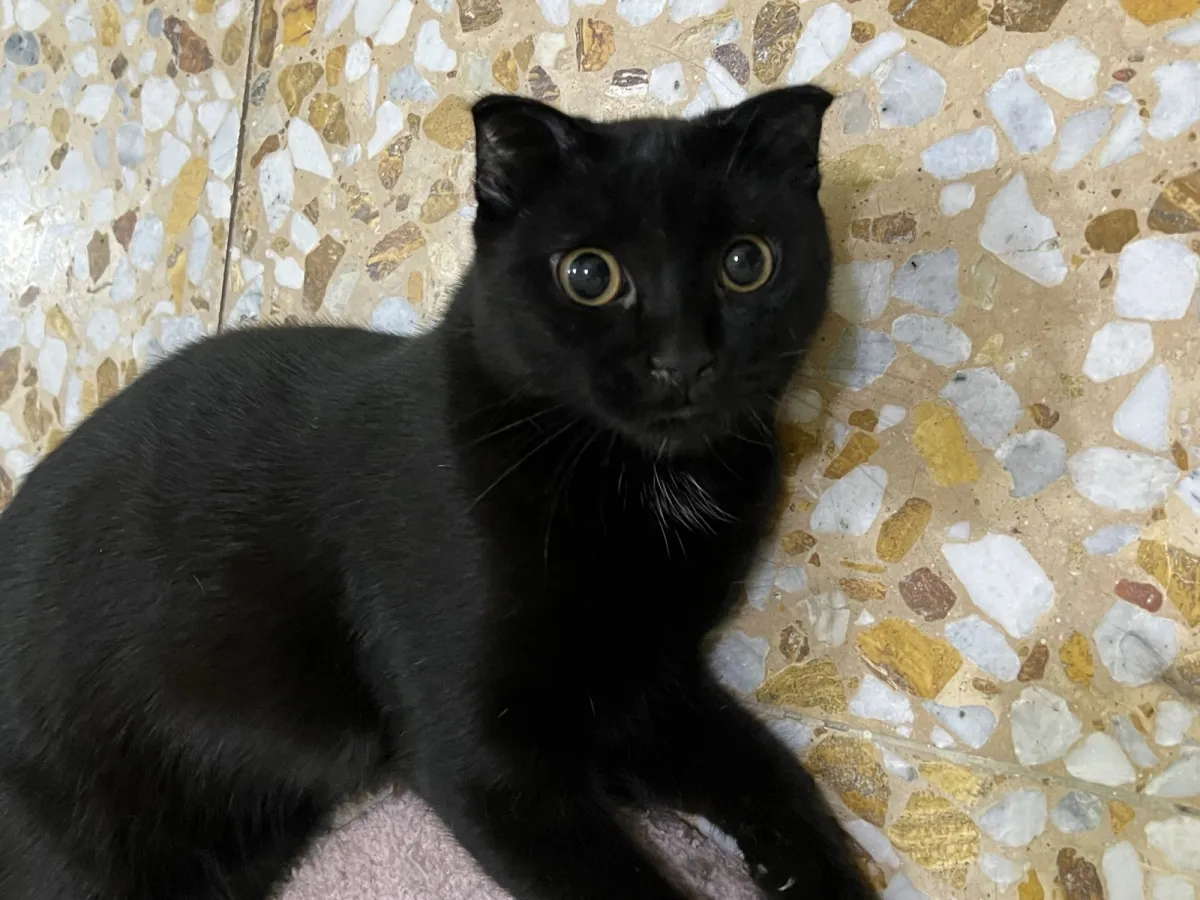 Leo - Scottish Fold for adoption in Al Wakra
