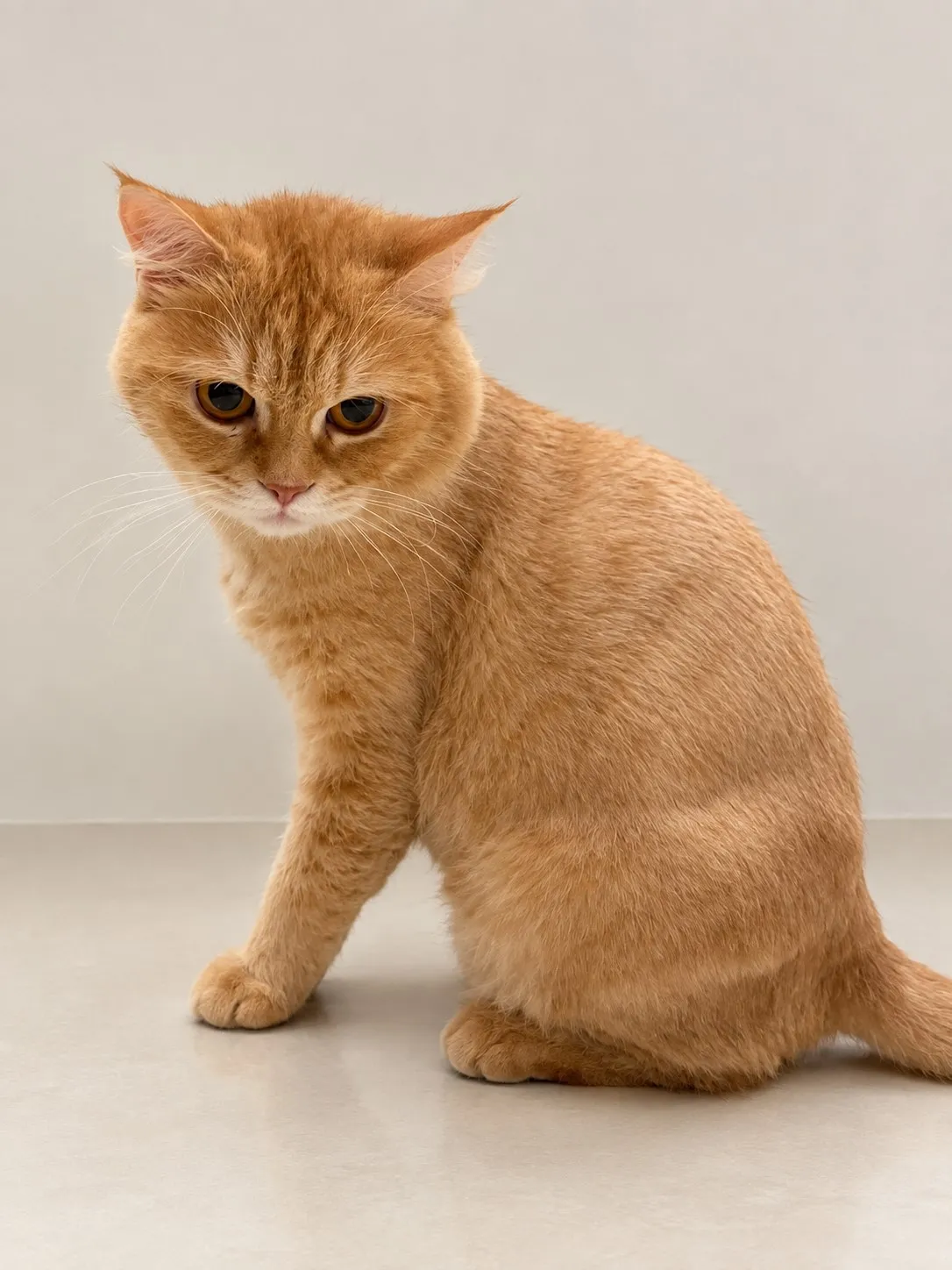 Orangie - Mixed Breed for adoption in Doha