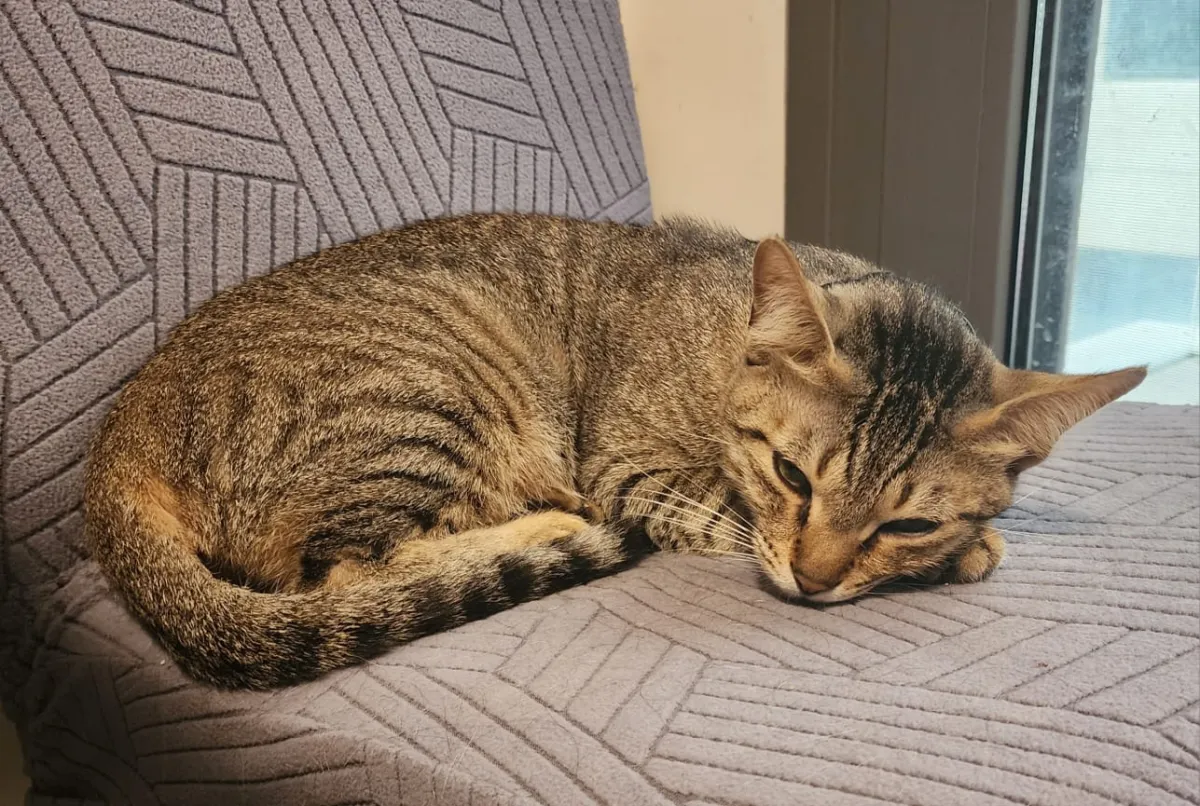 Doudou - Domestic Shorthair for adoption in Doha