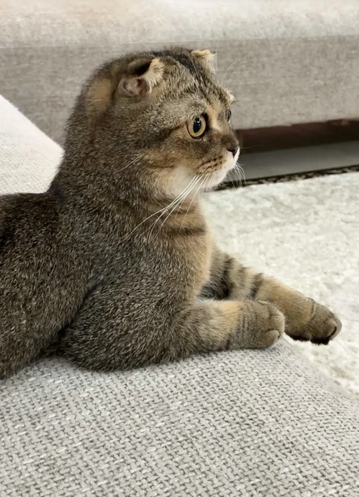 Leo - Scottish Fold for adoption in Al Rayyan