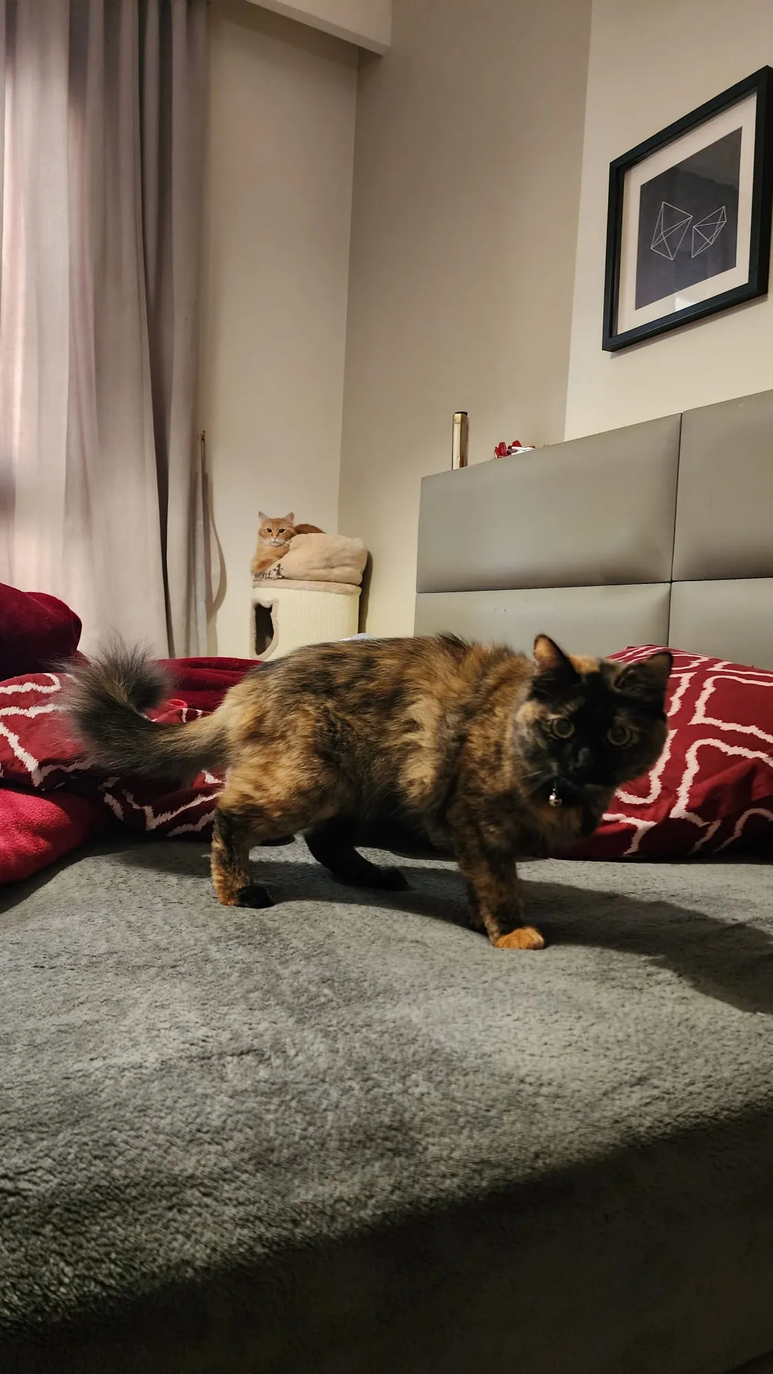 Pepper - Domestic Shorthair for adoption in Doha