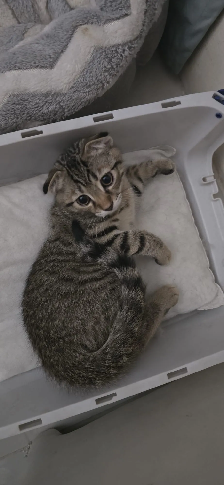 bani - Scottish Fold for adoption in Doha