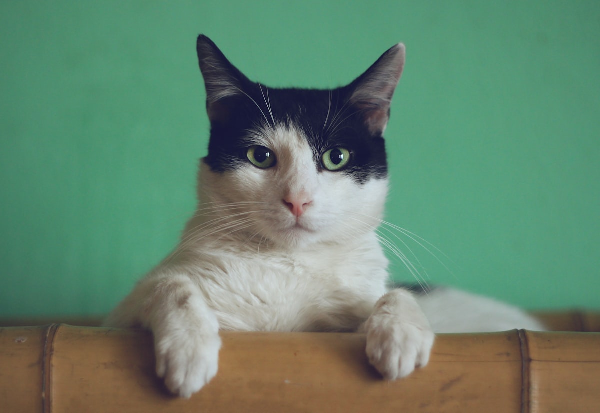 How to Adopt a Cat in Qatar: Complete Guide