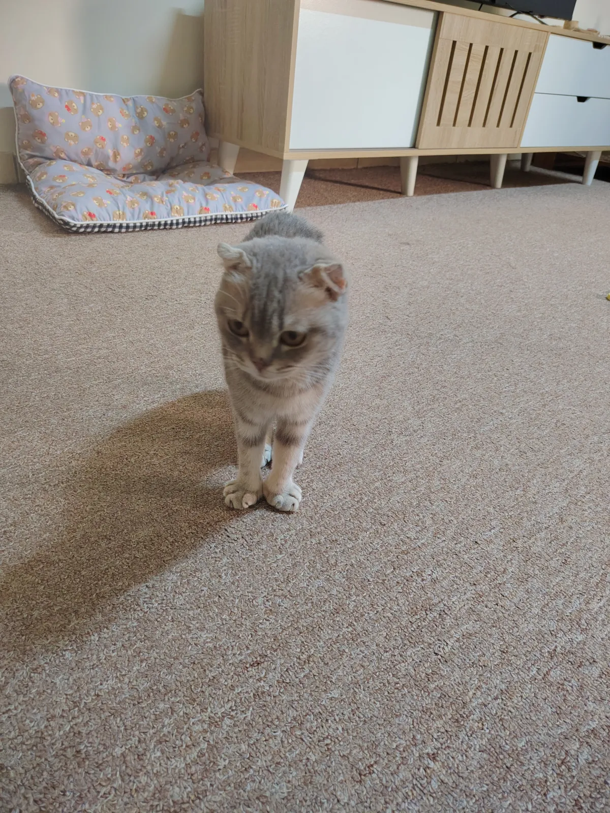 Asfora - Scottish Fold for adoption in Doha