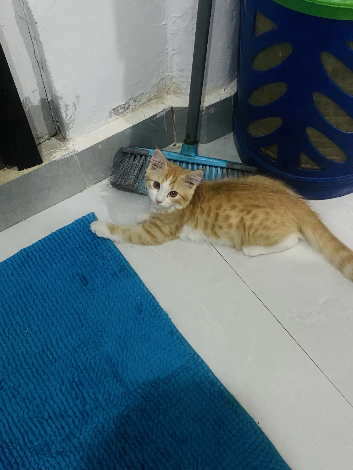 Bruno - Domestic Shorthair for adoption in Al Wakra