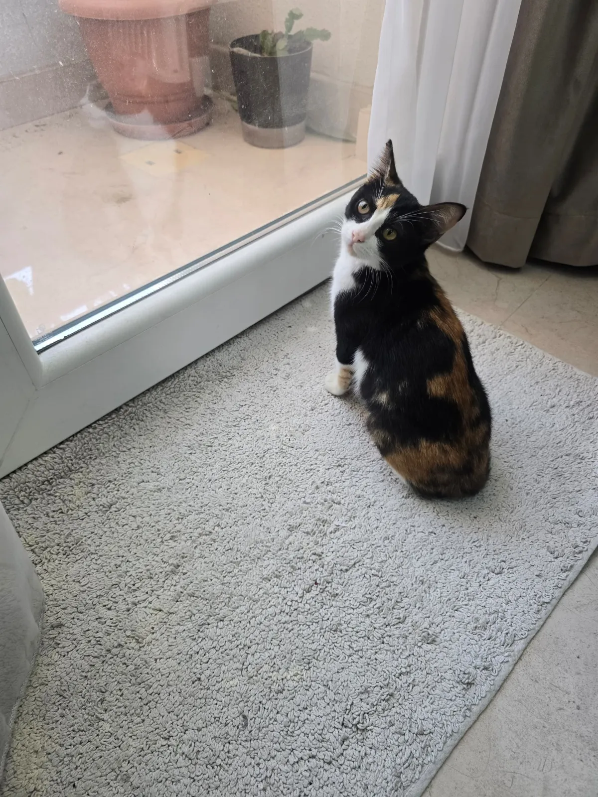 Mei Mei - Mixed Breed for adoption in Doha